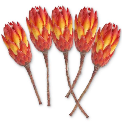 Protea Trockenblumen orange rot gebleicht - 5er Set echte afrikanische Zuckerbüsche als getrocknete Naturdeko - Trockenpflanzen mit bunten Blüten als Boho Tisch-Deko zum Basteln