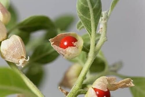 Withania somnifera Schlafbeere Ashwagandha Indischer Ginseng Winterkirsche 20 Samen