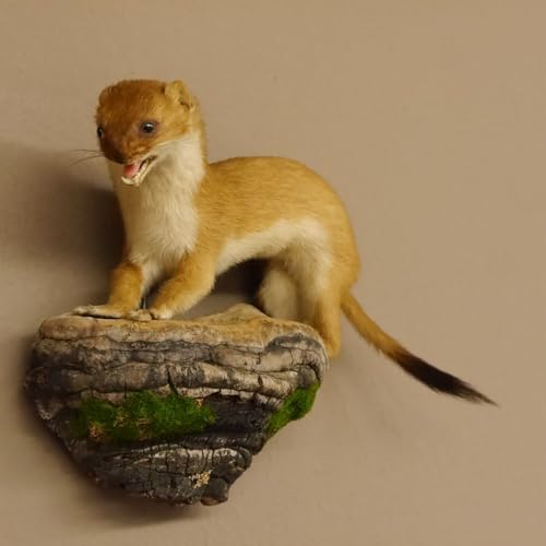 GTK Geweihe & Trophäen Krumholz Hermelin Wiesel Sommer Fell Präparat Höhe 19 cm Tierpräparat Taxidermy 89.2.81