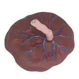 Nabelschnur-Modell - Neonatale Nabelschnur Placenta Modell - mit Venen Arterial Display, für Gynäkologie, medizinische Bildungshilfe (B)