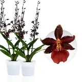 Echte Densdrobium Black Cat Orchideen. 2 große Zimmerpflanzen aus Holland. 30-40 cm hoch, mit Blüten und duftend. (keine künstliche Orchidee, ohne Dünger und Topf, kein Samen und nicht winterhart)