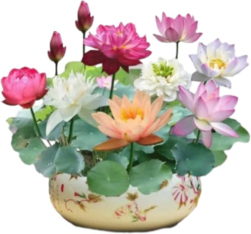 The Sacred Bonsai Bowl Lotus Flower,The Sacred Bonsai Bowl Lotus Flower 7 Days Germination, Bonsai Bowl Lotus Flower Seeds,Mixed Color Bonsai Bowl Lotus Seeds,Garden Plant Seeds (Multicolor, 100seeds)