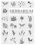 Herbarium - Meine Pflanzensammlung: Pflanzenbestimmung Pflanzen Sammeln Bestimmen Aufbewahren - Ausreichend Platz für getrocknete Blüten und Blätter