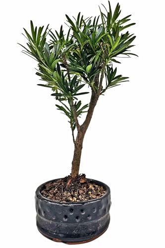 Genki-Bonsai Podocarpus (Steineibe), ca. 30 cm hoch, ca. 7-8 Jahre alt