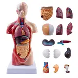 10,5 Zoll medizinischer Torso menschlicher Körper Modell Anatomie Puppe 15 abnehmbare Teile Bildungsorgane Modell für den Unterricht von Studienklassenstudenten