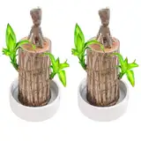 Mini brasilianisches Glücksholz, Hydroponic Topf Stump Mini Pflanze, Brasilianische Holzpflanze, Sprossen glücklicher brasilianischer Holz Hydroponic Pflanze