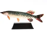 Vistrofee Real Fish Hecht 17 cm - Preis Hechtwettbewerb - Fischwettbewerb - Fischpreis - Fischbecher Fischbecher - Fischfigur