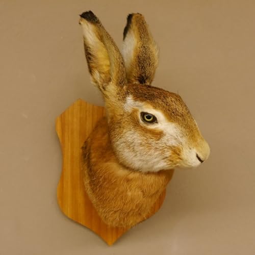 GTK Geweihe & Trophäen Krumholz Hase Kopf Präparat präpariert Tierpräparat