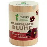 Feel Green Pflanzy Schokoladenblume, Nachhaltige Geschenkidee (100% Eco Friendly), Grow Your Own/Anzuchtset, Pflanzen im Holzzylinder, Made in Austria, Holz