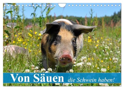 Von Säuen die Schwein haben! (Wandkalender 2025 DIN A4 quer), CALVENDO Monatskalender: So glücklich sollten alle Schweine leben können