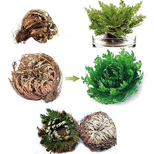 QSTNY-S Rose Von Jericho Selaginella Lepydophylla Knollen Im Set Ewige Rose Auferstehungspflanze Zimmerpflanzen In Geschenkverpackung Rose Von Jericho Ist Eine Echte Pflanze Aus Der WüSte -5 Stück