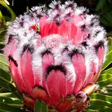 Elitely Pink Protea Neriifolia Seltene Blumen Garten Samen seltene Zimmerdekoration Töpfe Regenbogen Feder Blume 50 Stück/: gelb