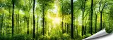 ARTBAY Wald Poster XXL, Panorama Kunstdruck - 118,8 x 42 cm, von Sonne durchfluteter, Zauberhafter, heimischer Wald | Wandposter, Fotoposter, Wandgestaltung | Natur Poster | Premium Qualität