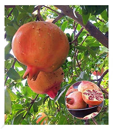 BALDUR Garten Granatapfel,1Pflanze, winterhart & mehrjährig, pflegeleicht, beeindruckende Blüten, super leckere & gesunde Früchte, Superfood Granatapfelkerne