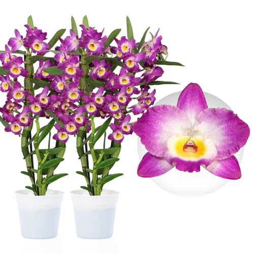 Bambus Dendrobium Akatsuki Nobile Orchideen, 2 Echte große Zimmerpflanzen aus Holland, 30-40 cm hoch, mit Blüten und duftend (keine künstliche Orchidee, ohne Dünger und Topf, kein Samen)