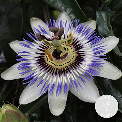 Passiflora caerulea – Passionsblume – Kletterpflanze – Winterheart – ⌀15 cm – 60-70 cm