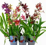 Echte Cambria Orchideen, 3 große Zimmerpflanzen 30-40 cm hoch, mit Blüten, 3 Sorten Mischung aus Holland, 3 Farben, leicht duftend (keine Samen und nicht künstliche Orchidee, ohne Dünger und mit Topf)