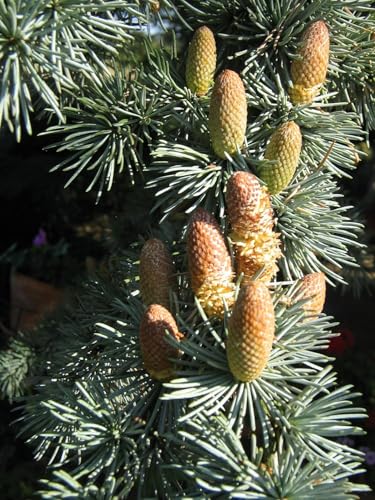 Atlas-Zeder Cedrus atlantica Pflanze 15-20cm Atlaszeder Zeder Rarität
