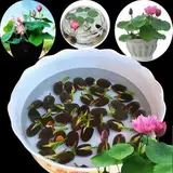 RFEGJVII 10 Stück Bonsai Lotus Wasser Lilie Blume Teich Frische Pflanzen Samen Garten Dekoration Lotusblumen Pflanzensamen für die Bepflanzung des Hausgartens, Schüssel Lotussamen Bonsai Pflanzen