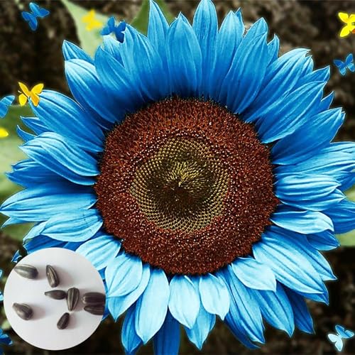 RFEGJVII 100 Stück Blaue Sonnenblumensamen Non-GMO Voller Vitalität Schnell wachsend Einfache Kultivierung Hohe Keimrate Gartenarbeit Blumensamen 100pcs