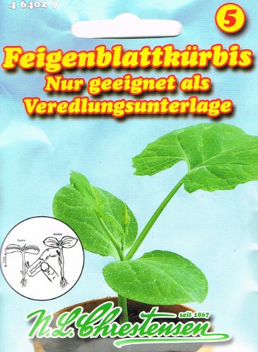 Feigenblattkürbis Kürbis zur Veredlung