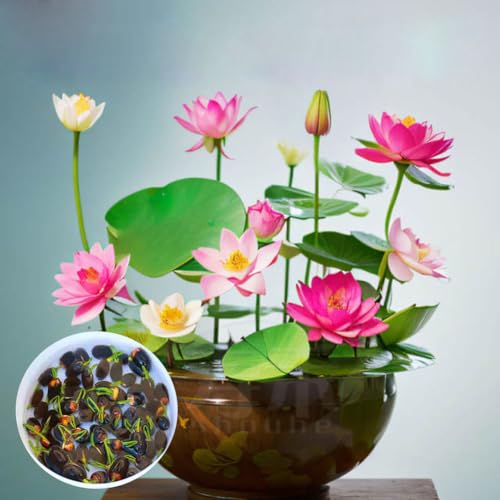 30PCS Lotus Samen Wohnung Gemischt: Schalenlotus Samen winterharte pflanzen für Garten, Pflanzen Kräuter Samen, Bonsai Samen Blumen Balkon, Lotusblume Samen, Blumen Saatgut Schalenlotus Samen