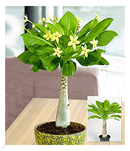 BALDUR Garten Hawaii-Palme, 1 Pflanze, Zimmerpflanze blühend Brighamia insignis, Vulkanpalme, exotische Zimmerpflanze, mehrjährig - frostfrei halten, Wasserbedarf gering, blühend