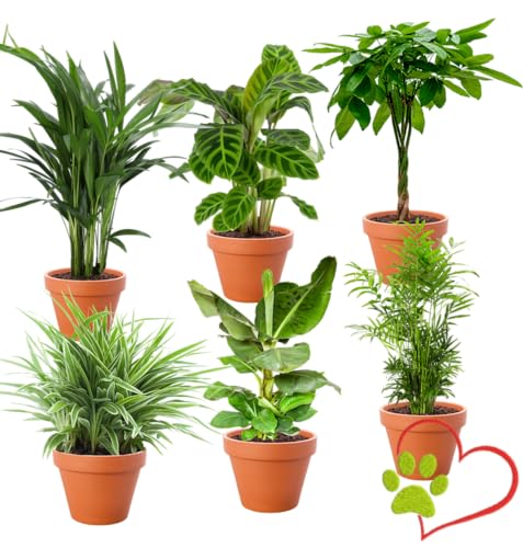 6er-Pflanzen-Set “Tierfreund”, Bergpalme, Glückskastanie, Bananenpflanze, Korbmarante, Goldfruchtpalme, Grünlilie, +/- 30-60cm, Pflanzen für Wohnung und Büro, Qualität vom Profi