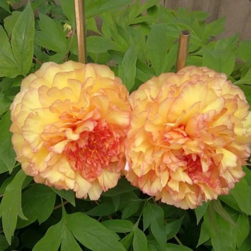 pfingstrosen zwiebeln winterhart - deko wohnzimmer gartenpflanzen pfingstrosen knollen schnittblumen sommerblumen frühlingsblüher im blühenden garten pflanzgarten selten blumenzwiebeln 2pcs