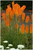 1 x Kniphofia ‘Mango Popsicle’ (Winterhart/Staude/Dauerblüher/Bienenferundlich/Mehrjährig) Fackellilie Orange - Sonnengeküsste Blüten für fruchtige Sommermomente - von Stauden Gänge