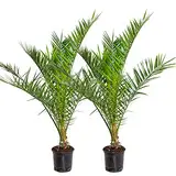 2x Phoenix Canariensis - Kanarische Dattelpalme - Palme - Winterhart – ⌀19 cm - 80-100 cm