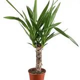 Dominik Blumen und Pflanzen, Yucca - Palme, Palm - Lilie, Yucca elephantipes, 11 cm Topf, 30 - 50 cm hoch, Zimmerpflanzen, Kübelpflanzen