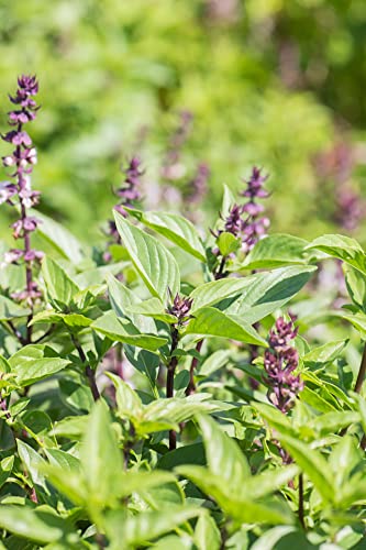 200 Samen Thai Basilikum Ocimum Basilicum Asia Kräuter Küchen Garten Gewürz