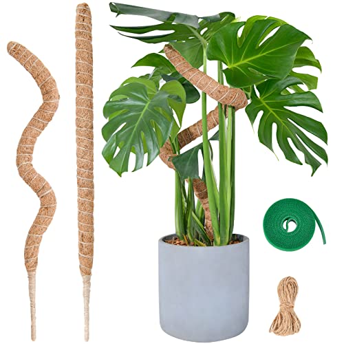 Moosstab Monstera für Pflanzen, SproutMaven 2 x 60cm Biegsame Monstera Rankhilfe mit Zubehör für Kletterpflanzen, Handgefertigte Kokosstab Monstera Moss Pole für Indoor Pflanzen