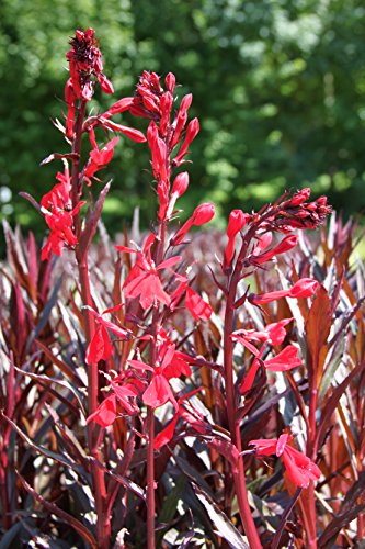 2er-Set - Lobelia fulgens - Wasserlobelie, rot - Wasserpflanzen Wolff