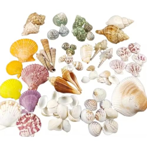 Shell Conch Muscheln Gemischt, Ozean Muscheln, Muscheln Deko, Muscheln zum Basteln, Meeresmuscheln, für Die Herstellung von Muschellampen, Muschelgemälden, 300g Zufällig Gemischt