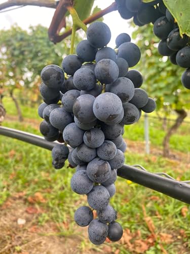 Tafeltraubenrebe 'Muscat Bleu' – Blaue Premiumsorte mit Muskataroma | Süß, robust & frosthart | Für Garten, Pergola & Terrasse | 3-jährige getopfte Weinrebe mit Fruchtansatz