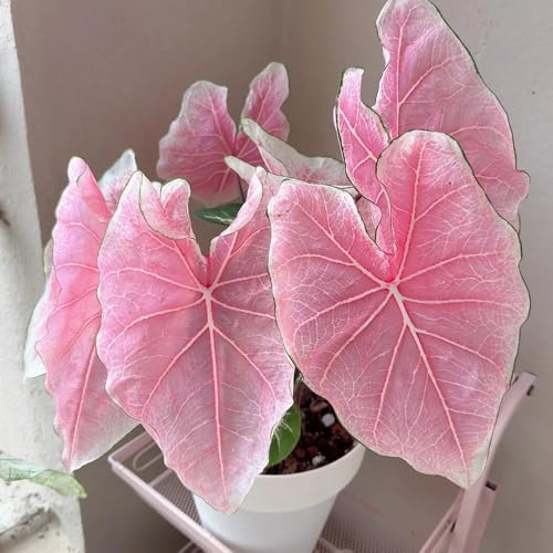 Caladium Samen, Caladium bicolor, seltene pflanzen exotische pflanzen balkonpflanzen deko wohnzimmer bonsai samen pflanzen für sonnige plätze luftreinigende zimmerpflanzen winterharte 500pcs