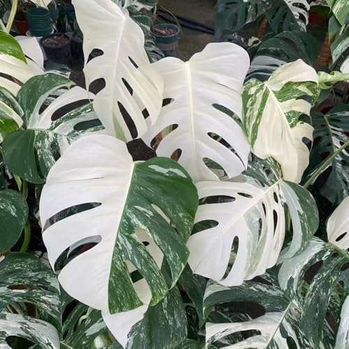 monstera pflanze samen balkonpflanzen gartenpflanzen büropflanzen monstera variegata stauden winterhart mehrjährig, exotische samen, pflanzen für draußen, zimmerpflanze bonsai samen 80pcs