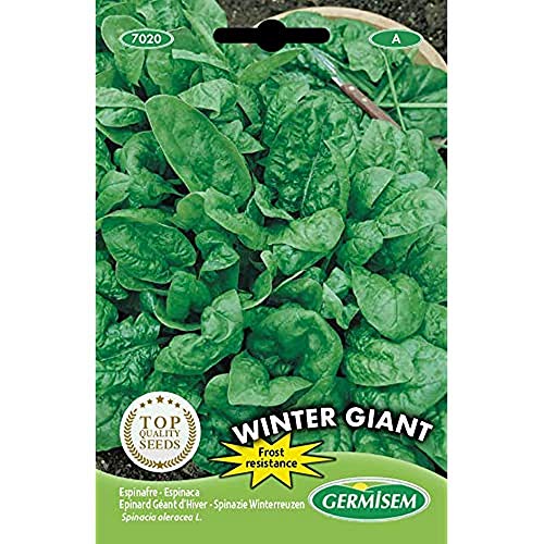 Germisem Spinat WINTER GIANT, mehrfarbig, EC7020