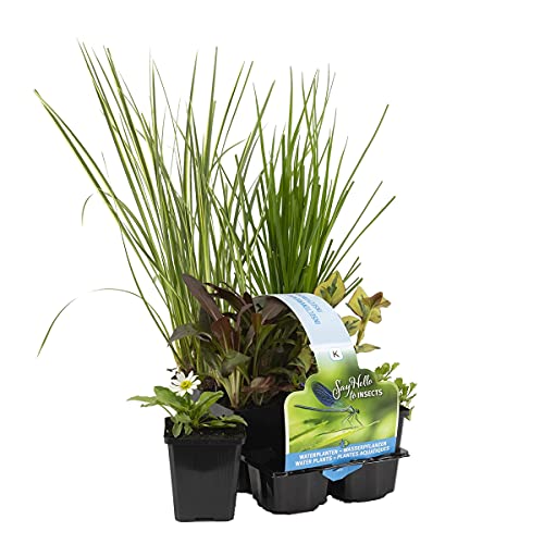 Bloomique - 6er Set - Insektenfreundliche Teichpflanzen - Wasserpflanzen Miniteich - Zone 1 & 2 - Winterhart - Höhe 15-25 cm - Topf 9 cm