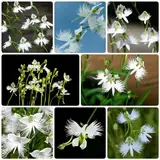 30 Pcs Habenaria Radiata Pflanze Samen - Pecteilis Radiata - Seltene Pflanzen, Saatgut Blumenbeet Orchideen Samen - White Egret Orchid - Blumensamen Geschenk, Deko Blumen Bodendecker