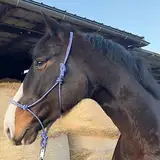 Knotenhalfter für Bodenarbeit Pferd - Knotenhalfter Cob optimal für Freiarbeit, Bodenarbeit, Führ- oder Verladetraining (Vollblut (Cob), Royalblau-Weiss)