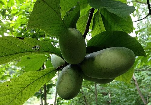 Indianerbanane Asimina triloba Pflanze 45-50cm dreilappige Papau Pawpaw Rarität