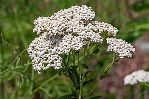 6000 Samen Schafgarbe Achillea millefolium Kulturform Heilpflanze Bienen Kräuter