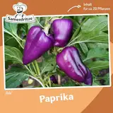 Paprika Oda Samen für ca. 20 Pflanzen - außergewöhnliche Fruchtfarbe