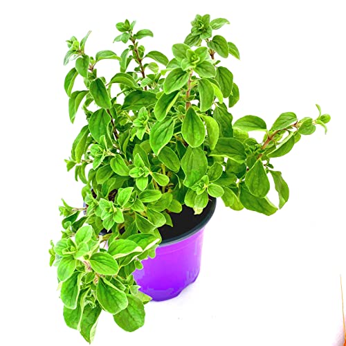 Majoran Origanum majorana Kräuter Pflanze 1stk.