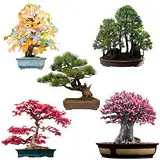 Außergewöhnliche Bonsai Samen mit hoher Keimrate - Pflanzen Samen Set für deinen eigenen Bonsai Baum (5er Set inkl. eBook)