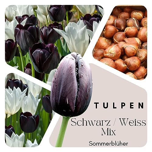 Tulpen Zwiebeln (50 Stück) - Farbmix Schwarz u. Weiss - Blumenzwiebeln - mehrjährig - winterhart - SAISONWARE - NUR KURZE ZEIT ERHÄLTLICH