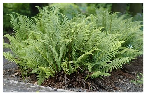 3 x Dryopteris affinis 'Crispa' (Ziergras/Gräser/Farn/Winterhart/Immergrün/Mehrjährig/Staude/Stauden) Gewellter Goldschuppenfarn - Perfekt für den Schatten und Halbschatten - von Stauden Gänge